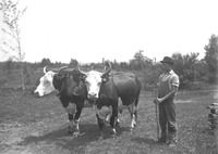 Unidentified Young Man with yoke of Oxen