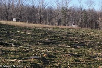 Logged Spruce Plantation