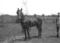 Russell Tower with Horse
