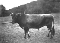 Jersey Bull with Bull Staff