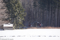 Cutting Spruce Plantation