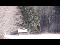 Harvesting Spruce Trees