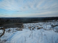 Spruce logs queued for processing