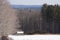 Cutting Spruce Plantation