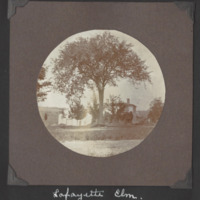 Pg 9 Lafayette Elm.tiff